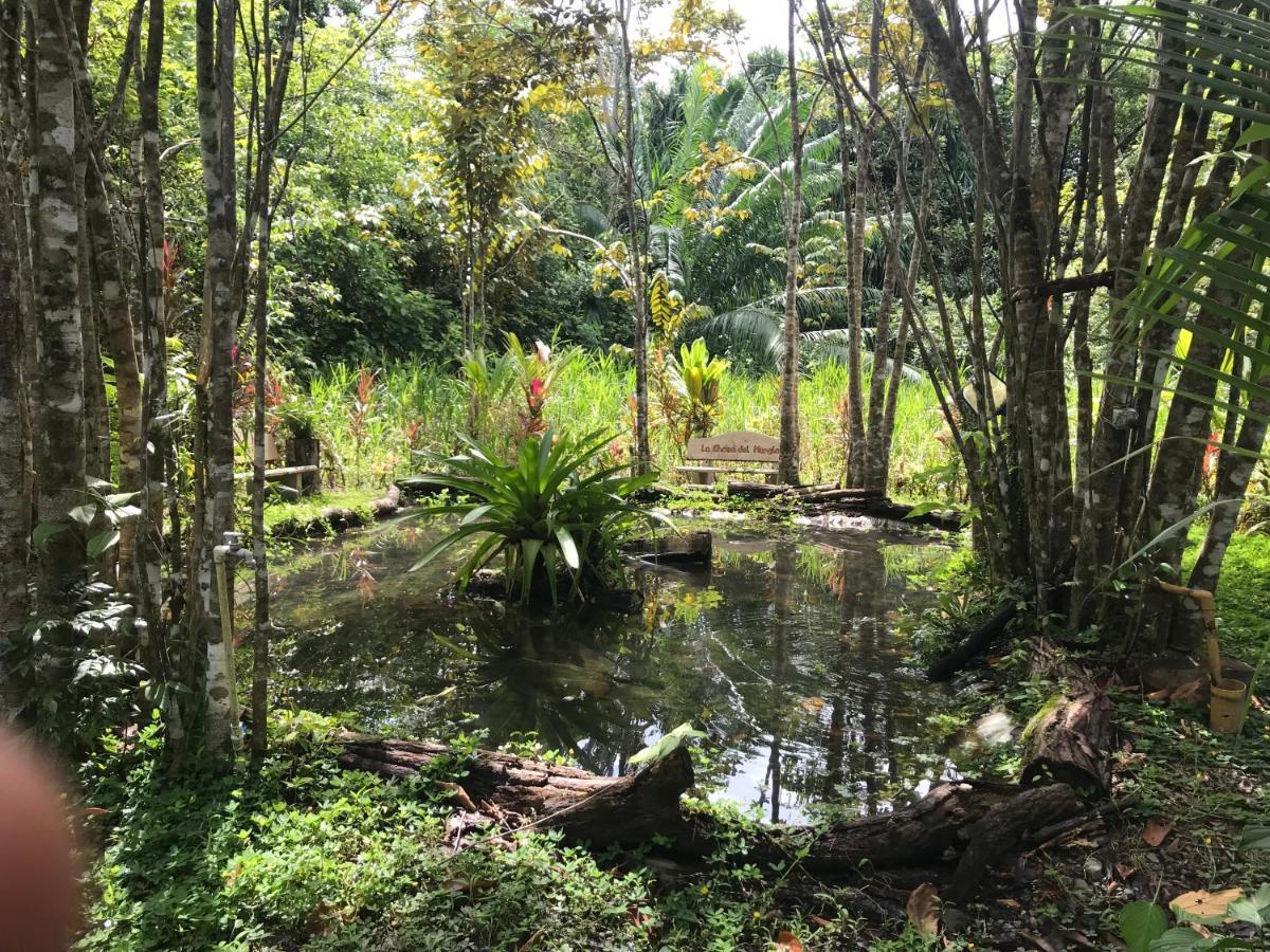 Chosa Manglar Suites & Cabins Puerto Jimenez Bagian luar foto