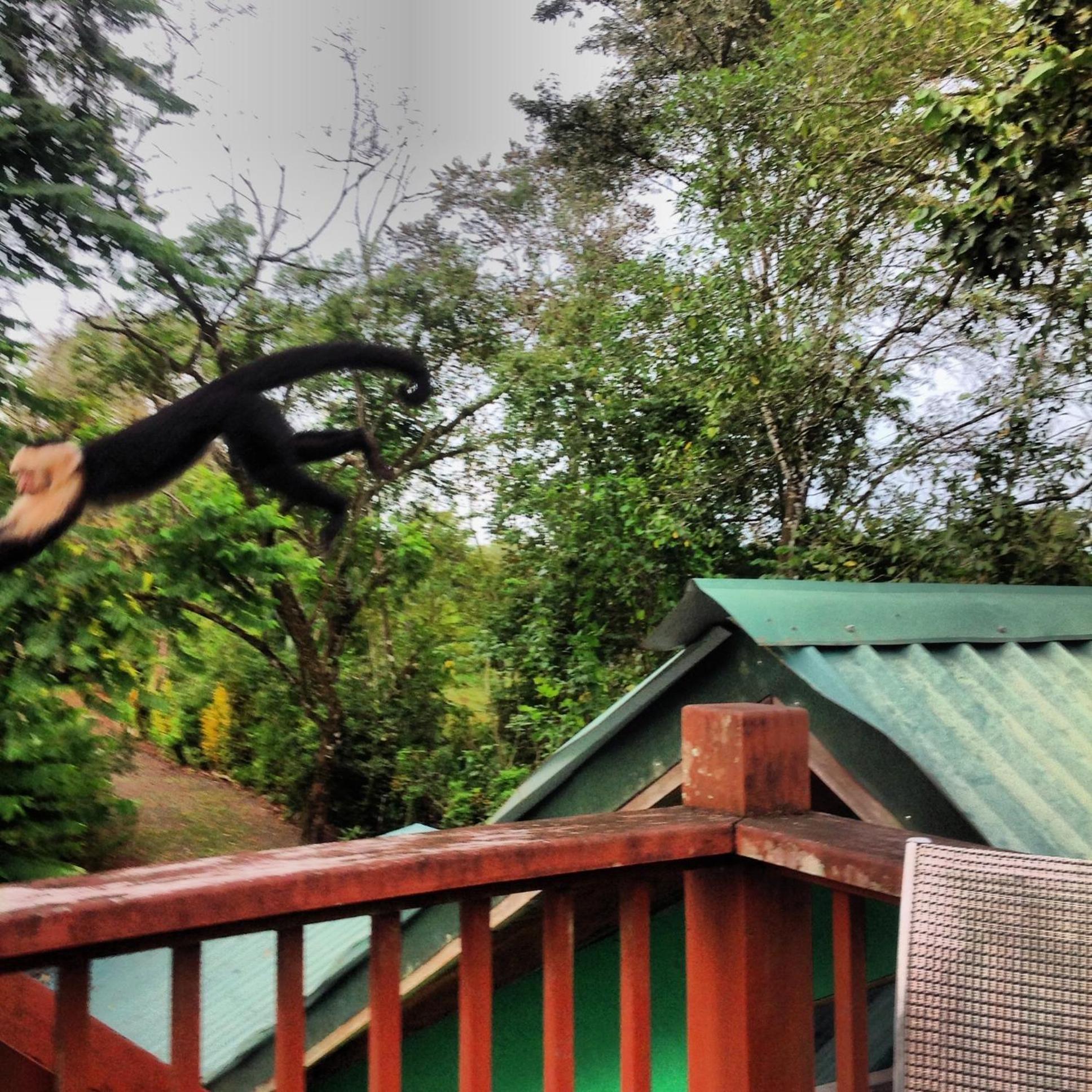 Chosa Manglar Suites & Cabins Puerto Jimenez Bagian luar foto